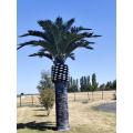 Palmier Artificiel Royal 5m30