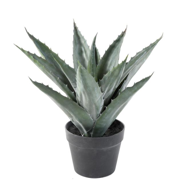 Agave Artificielle