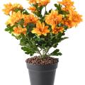 Chrysantheme artificiel mini