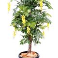Glycine artificielle Multi Tree
