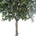 Camelia artificiel Japonica Tree Arbre Fruitier