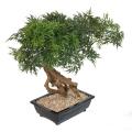Bonsai Artificiel Aralia en Coupe