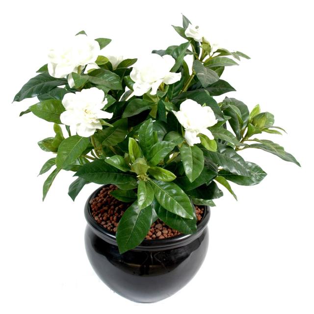 Gardenia Artificiel de Couleur Crème 25 cm de Hauteur