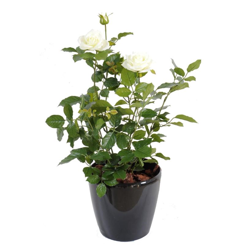 Rosier artificiel Royal 60 cm