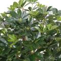 Schefflera artificiel