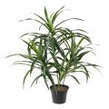 Dracena artificiel Anita (Draceana)