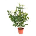 Rosier artificiel Royal 60 cm