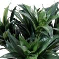 Dracena artificiel Fragans
