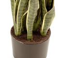 Sansevieria artificiel