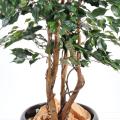 Ficus artificiel exotica