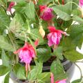 Fuchsia artificiel Chute
