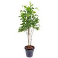 Palissandre artificiel Plast