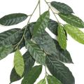 Cacaoyer artificiel spray