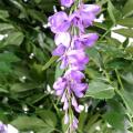 Glycine artificielle Multi Tree
