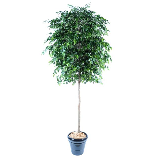 Ficus Natasja TREE Artificiel 270 cm de Hauteur