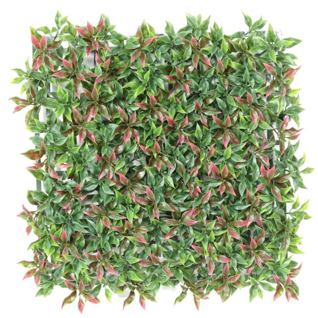 Ruscus Plaque