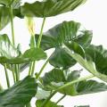 Alocasia artificiel Calidora 3 troncs