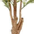 Dracaena Artificiel Reflexa
