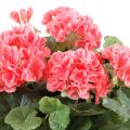 Geranium artificiel 25 cm