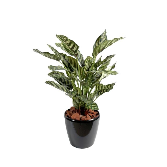 Maranta Calathea Makoyan Artificiel de 56 cm de Hauteur 55 cm de Large