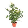Rosier artificiel Royal 60 cm