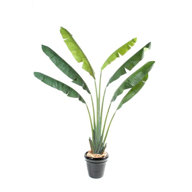 Arbre du Voyageur Artificiel Disponible en 250 cm OU 350 cm de Hauteur