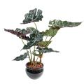 Alocasia artificiel pot