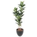 Rubber Plant Artificiel , Ficus Elastica