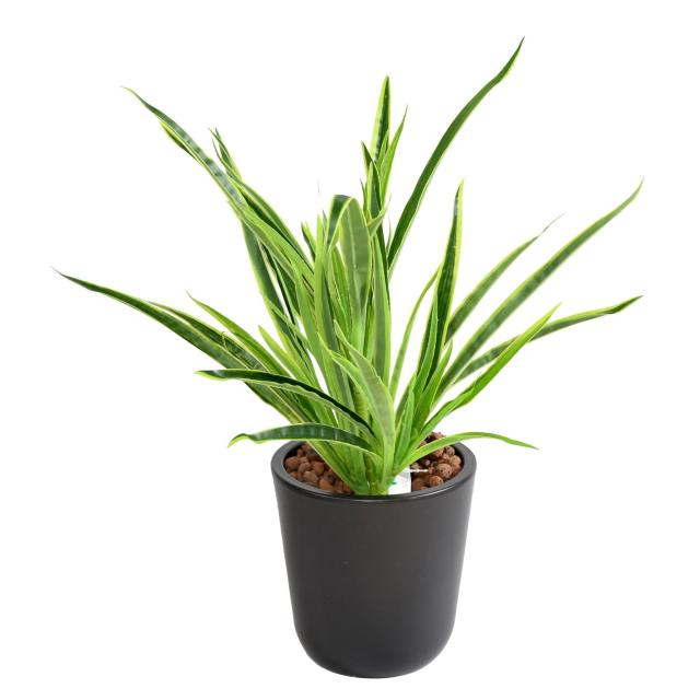 Dracaena Plant Artificiel
