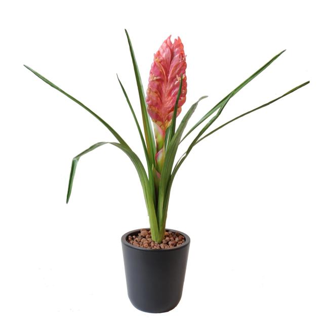 Tillandsia Bulbosa Artificiel Rose 54 cm Avec 1 Fleur de 20 cm