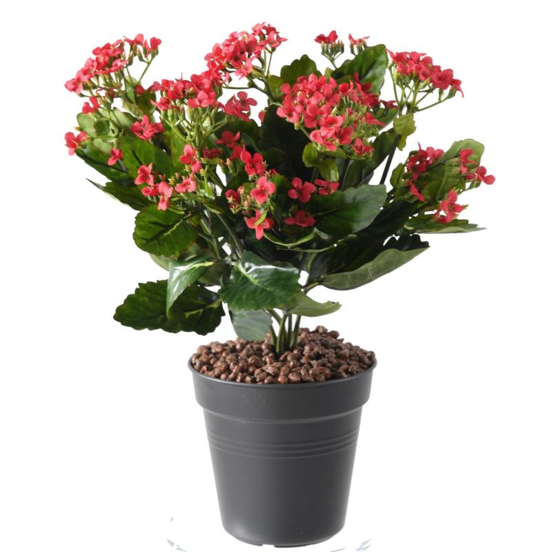Kalanchoe Artificiel