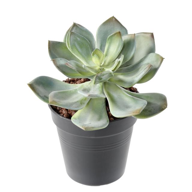 Succulente Artificielle *25