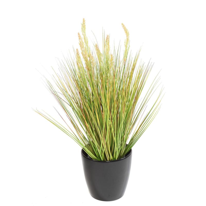 Onion Artificiel Grass Graine