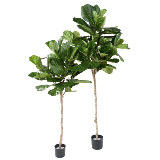 Lyrata Artificiel Tige Tete