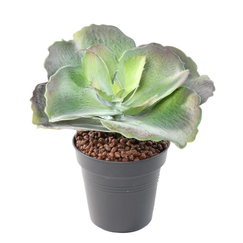 Succulente Artificielle Ronde 24