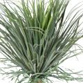 Beaucarnea Artificiel Recurvata