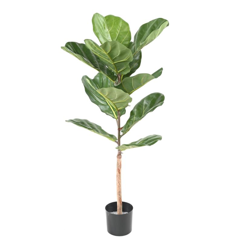 Lyrata Artificiel