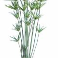 Papyrus Artificiel Alternifolius