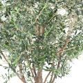 Olivier Arbre M Artificiel
