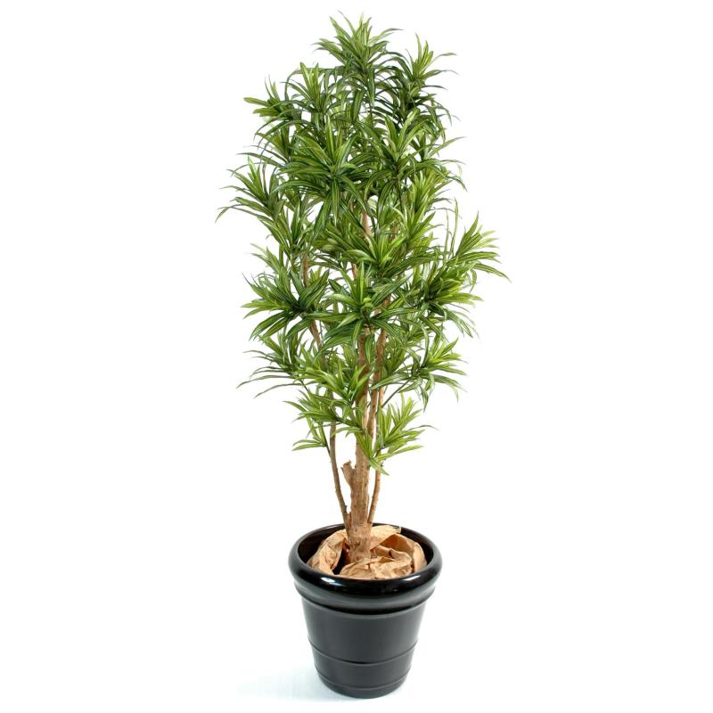 Dracaena Artificiel Reflexa