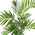 Chamaeodorea artificiel