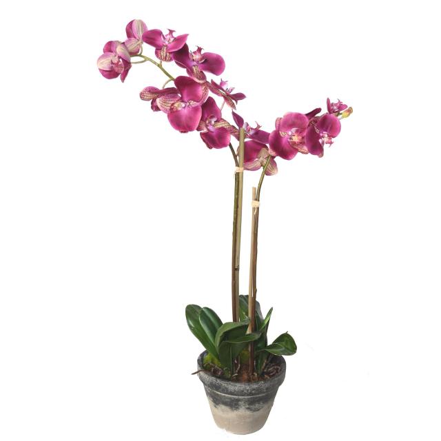 Phalaenopsis, Orchidée en Pot Céramique