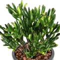 Succulente Artificielle Corail