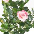 Rosier Artificiel Royal