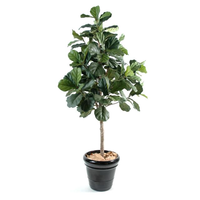 Lyrata Artificiel de 210 cm de Hauteur Avec UN Tronc en Bois Naturel