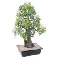 Bonsai Artificiel Aralia en Coupe
