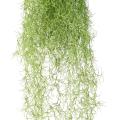 Tillandsia Artificiel FR - Fire Resistant