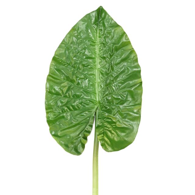 Feuille Artificielle Alocasia Rond