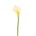 Arum (arome) Artificiel