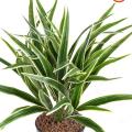 Chlorophytum Artificiel Buisson FR - Fire Resistant